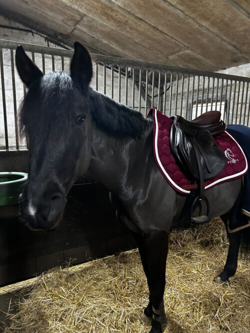 88CB777B-D58D-4A81-B3DA-B454B707BD1F (1) Les CSO Bordeaux - Baccarat